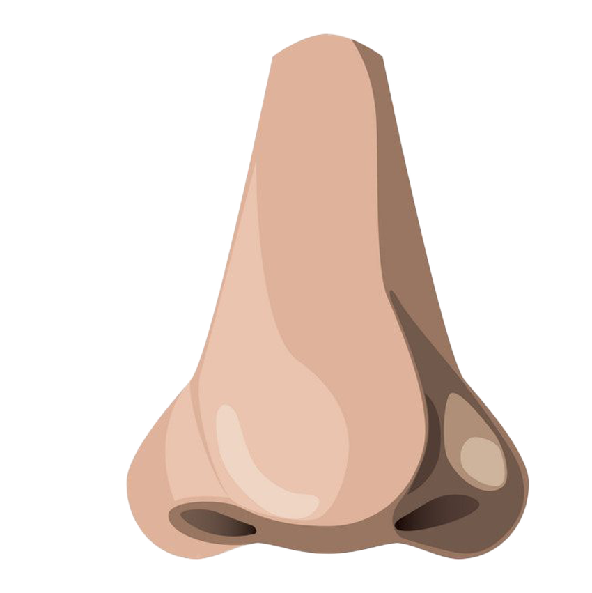 Мультяшный нос Нос вектор