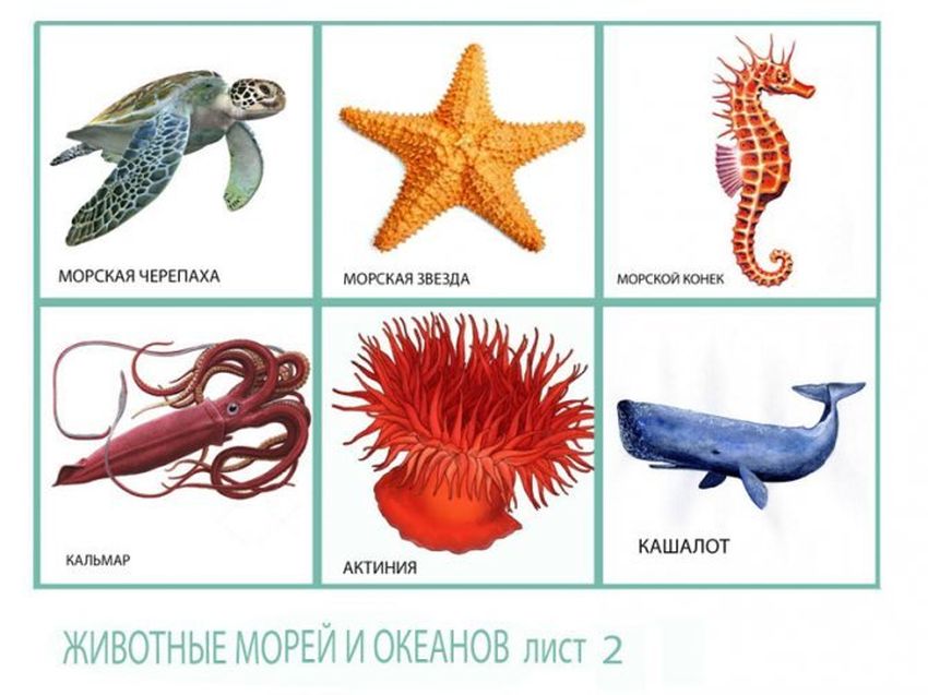 Морские обитатели