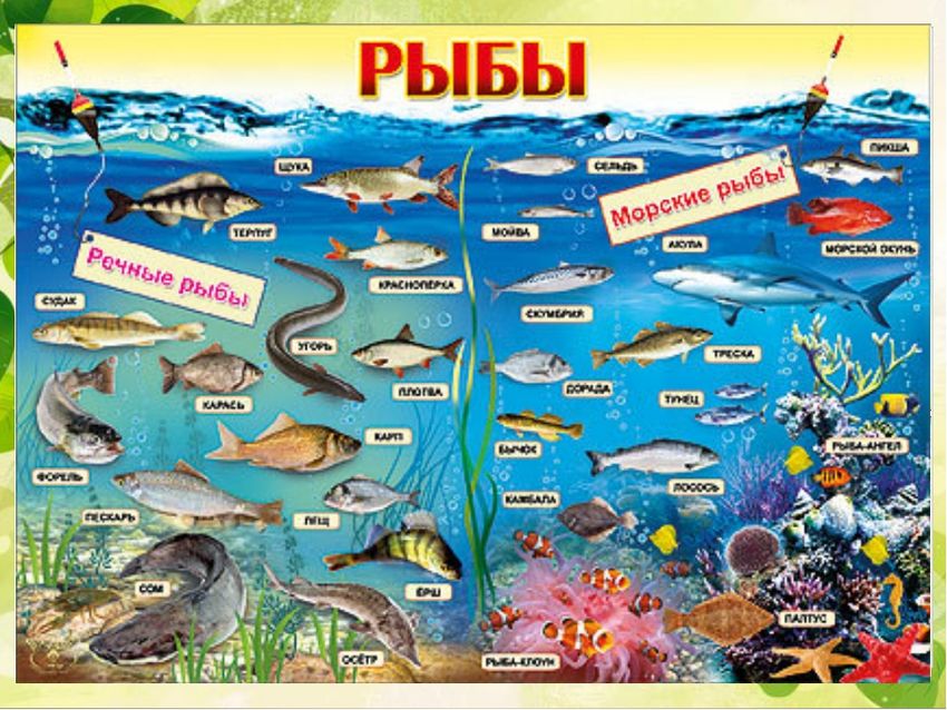 Морские рыбы с названиями