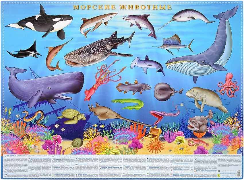 Плакат морские обитатели