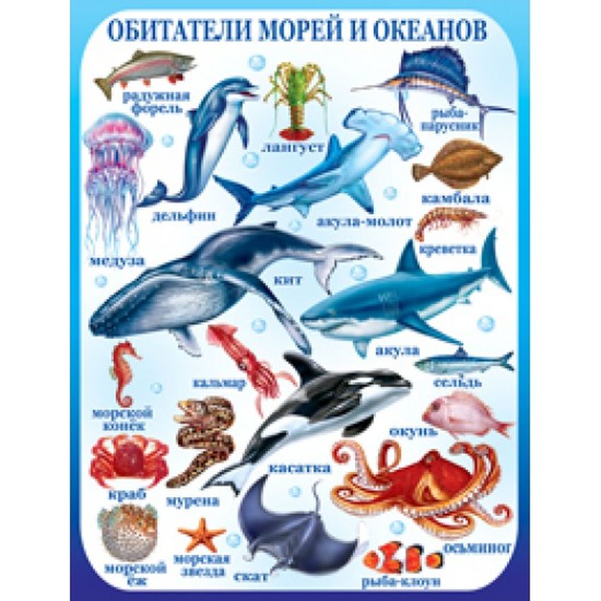 Обитатели морей и океанов для детей