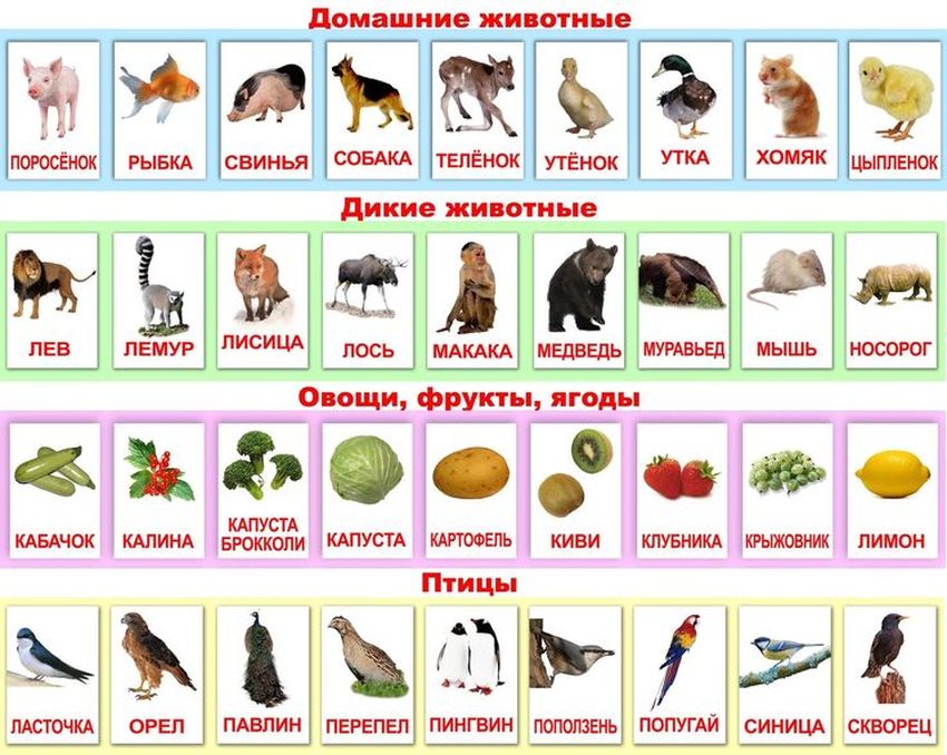 Животные карточки