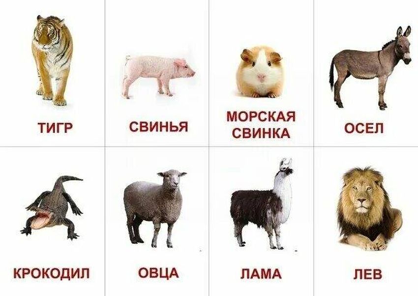 Карточки с животными