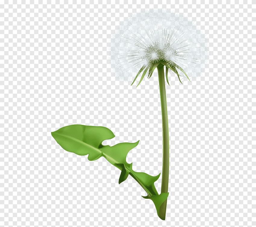 Одуванчик