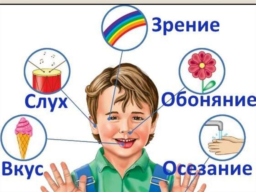 Органы чувств