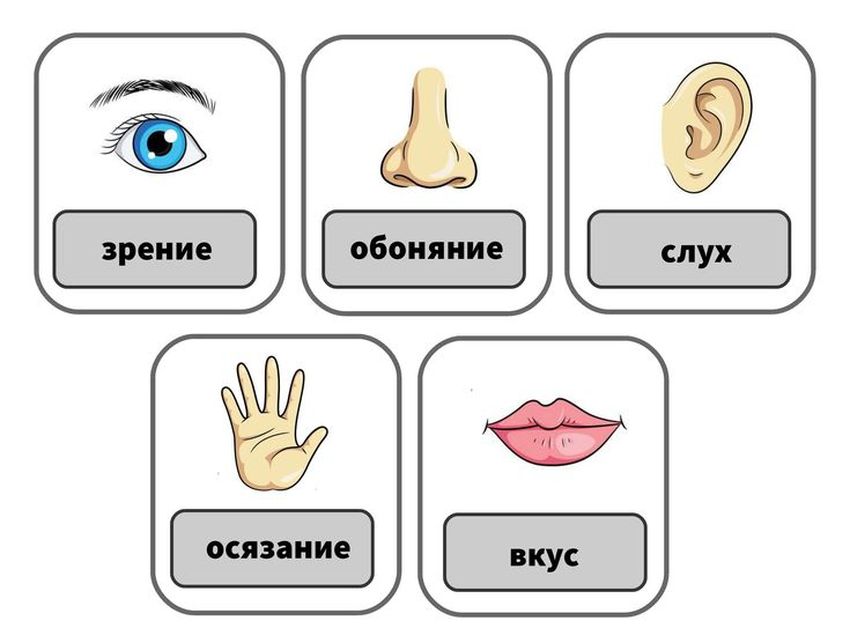 Органы чувств