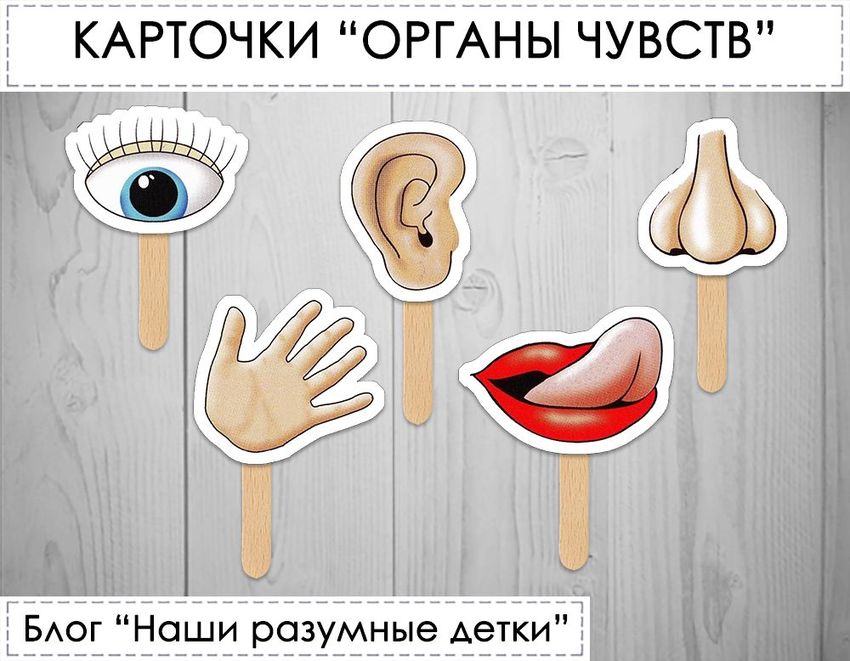 Органы чувств