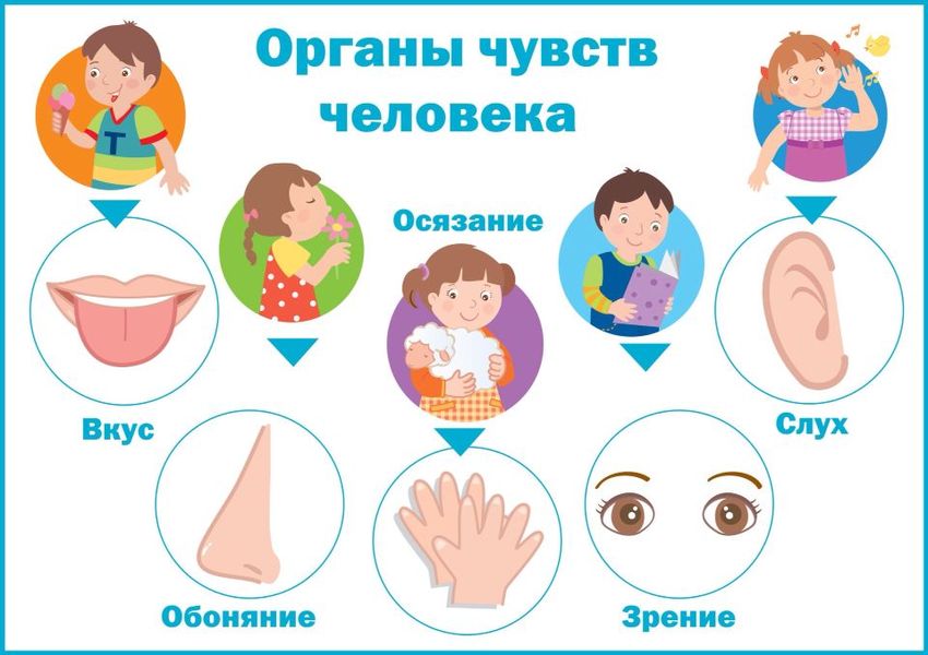 Органы чувств человека