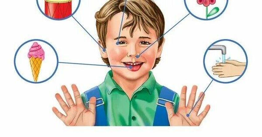 Органы чувств человека