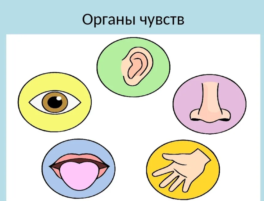 5 органов чувств человека