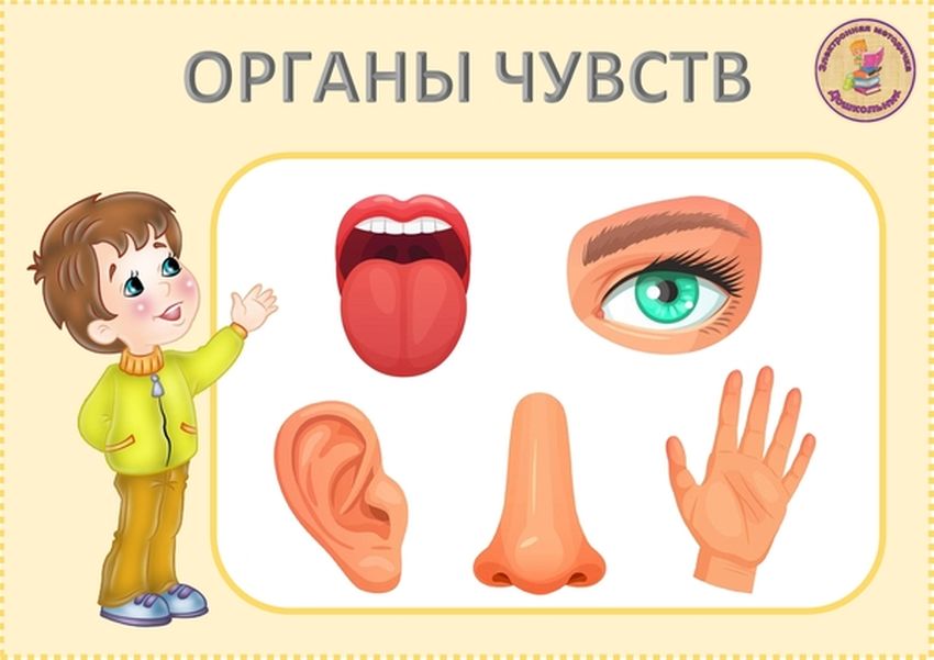 Органы чувств