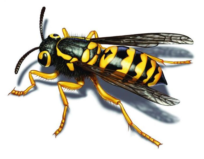 Шершень пчела