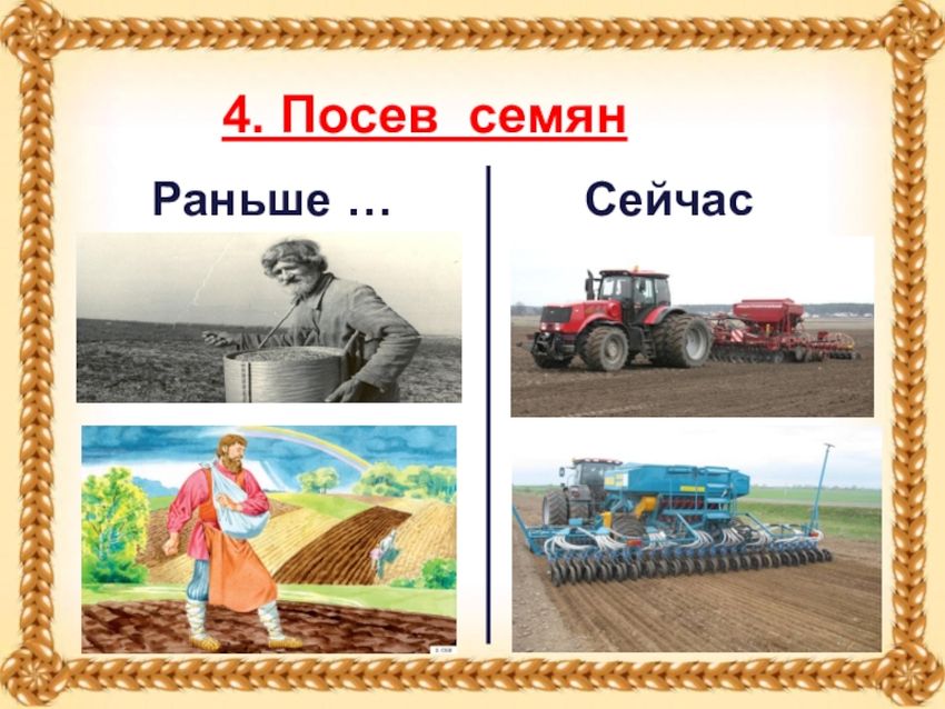 Посев зерна для хлеба