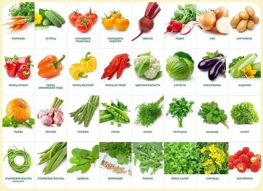 Виды овощей