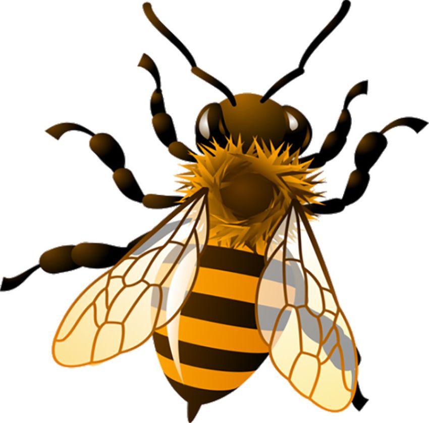 Рисунок пчелы