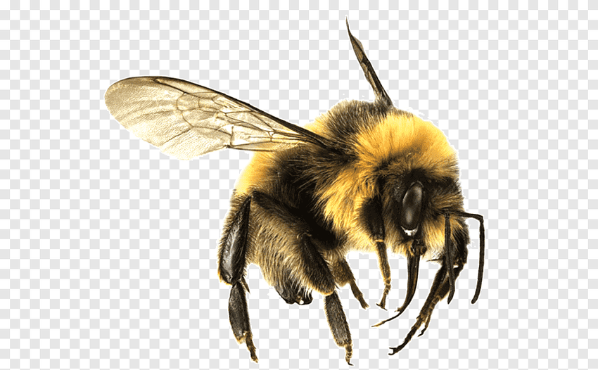 Пчелы на белом фоне