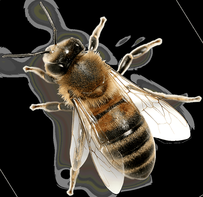 Пчела на белом фоне