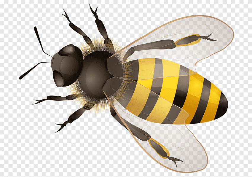 Пчелы на прозрачном фоне