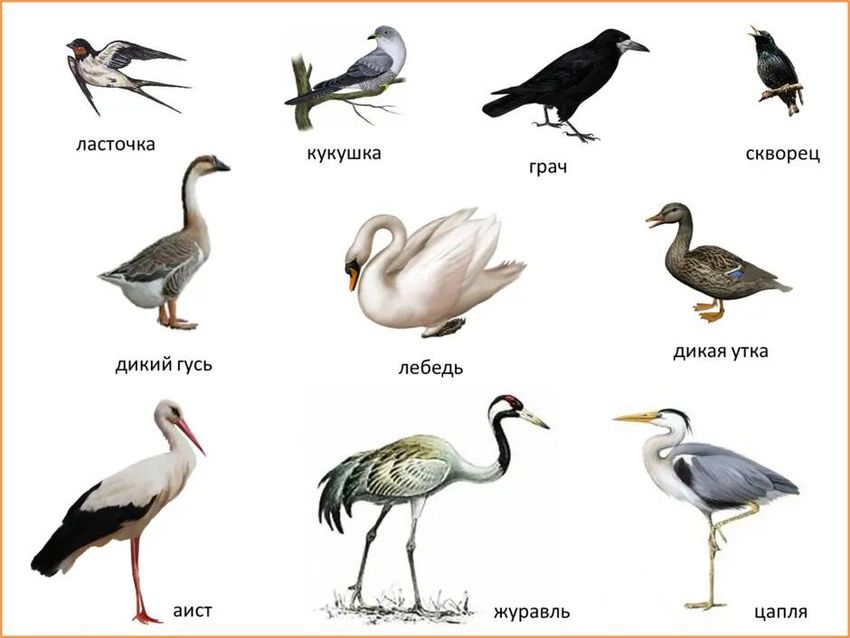 Карточки дикие птицы