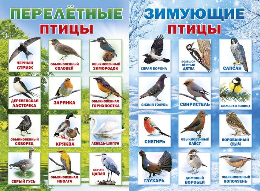 Птицы зимующие в россии