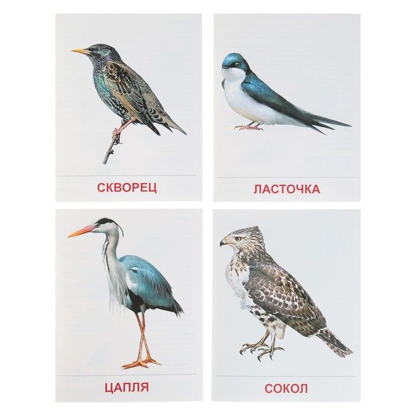Перелётные птицы карточки с названиями для детей