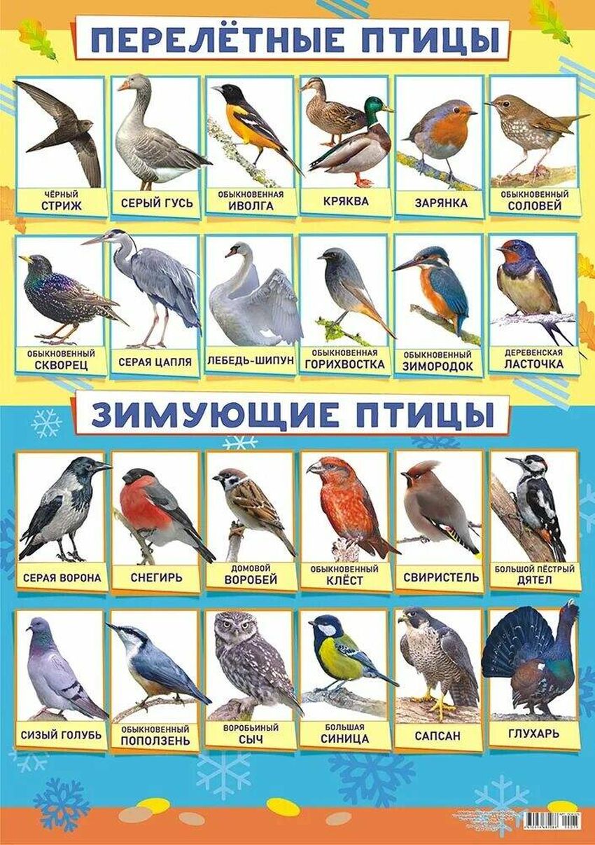 Зимующие и перелетные птицы россии для детей