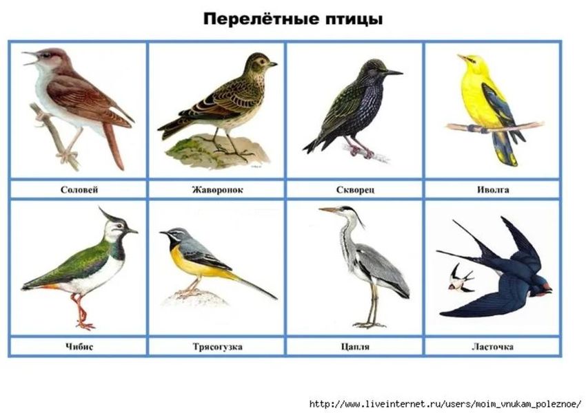 Перелетные птицы лото для детей