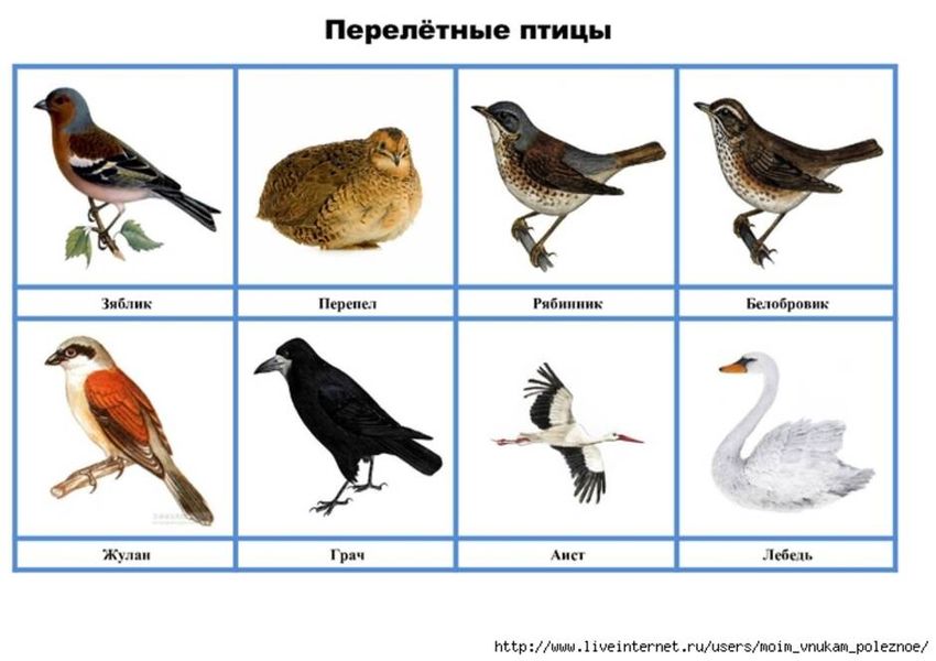 Зимующие и перелетные птицы для дошкольников