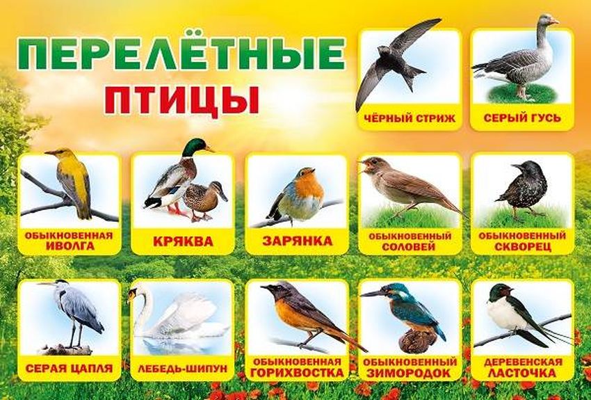 Перелетные птицы россии