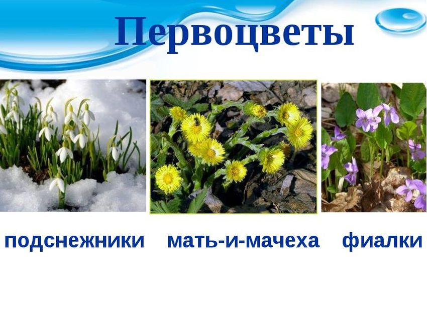 Цветы первоцветы мать и мачеха