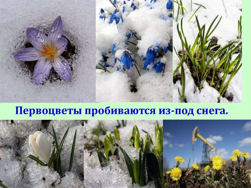 Первоцветы подснежники мать и мачеха