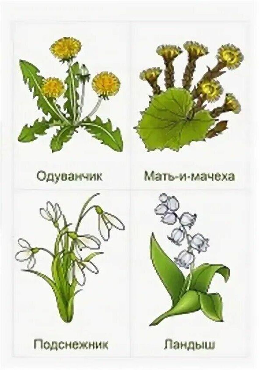 Мать и мачеха обыкновенная