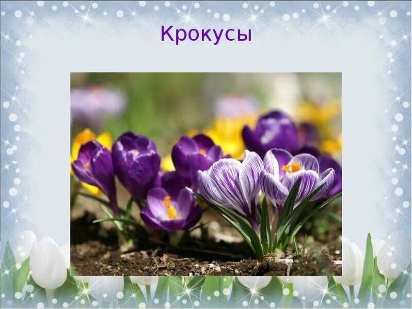 Крокус