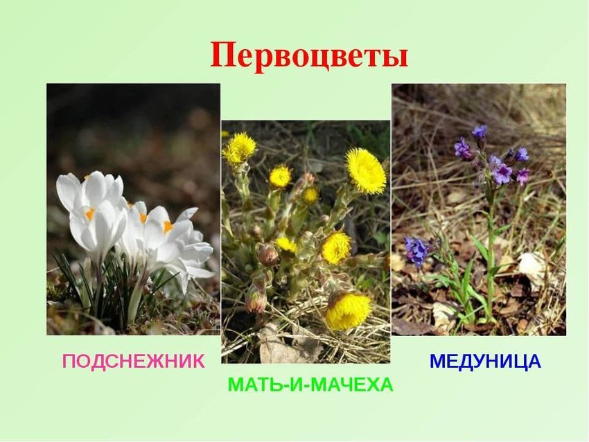 Первоцветы подснежники мать и мачеха