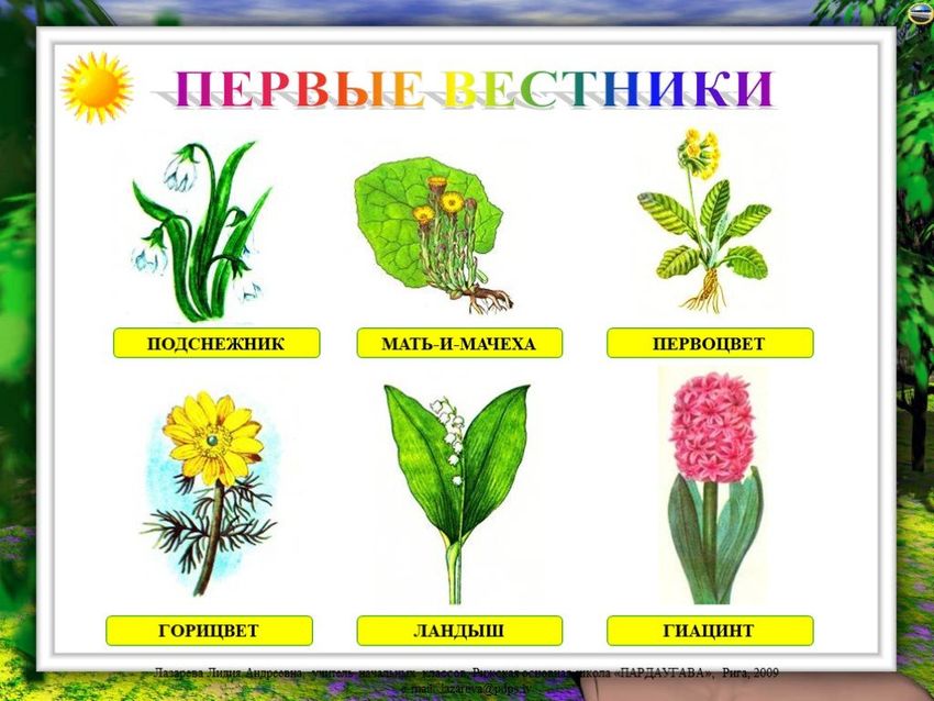Первоцветы с названиями для детей