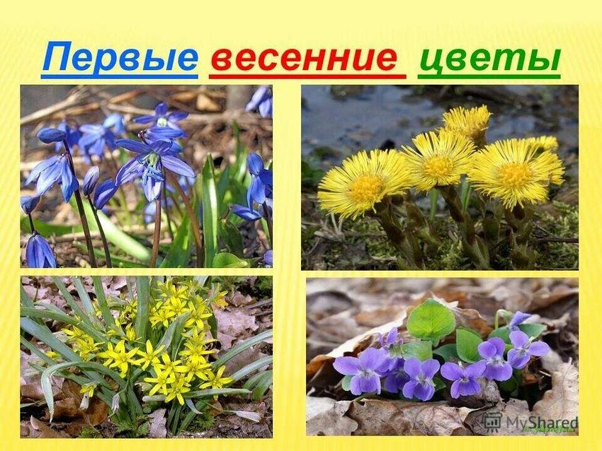 Первые весенние цветы