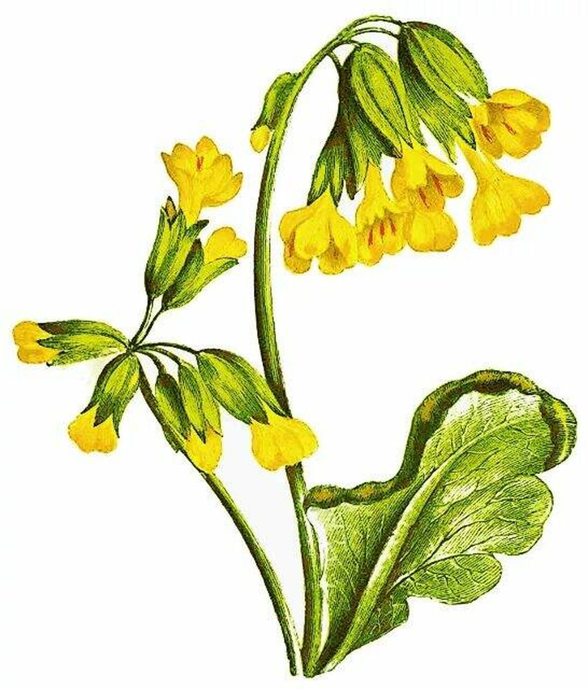 Первоцвет весенний примула баранчики