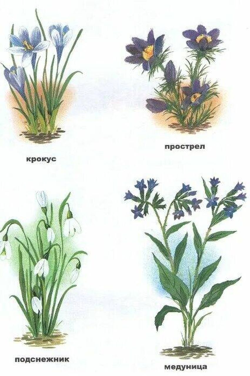 Первоцветы названия