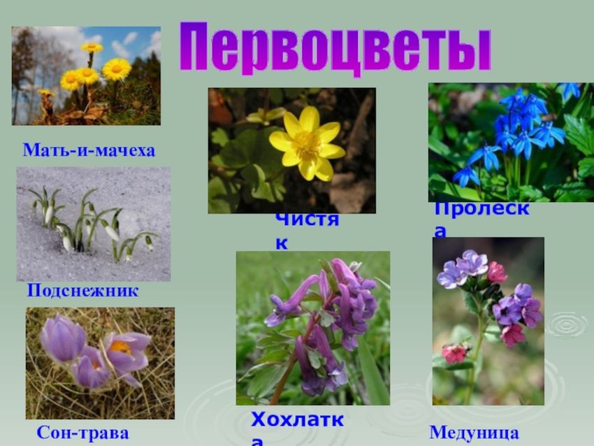 Первоцветы ветреница медуница