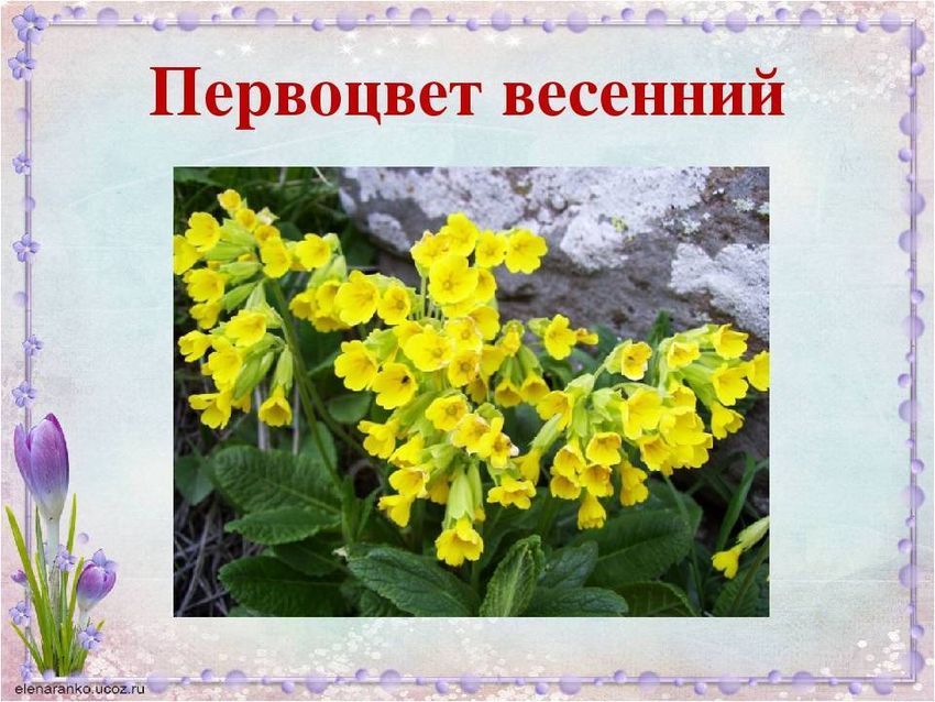 Первоцвет весенний лекарственный