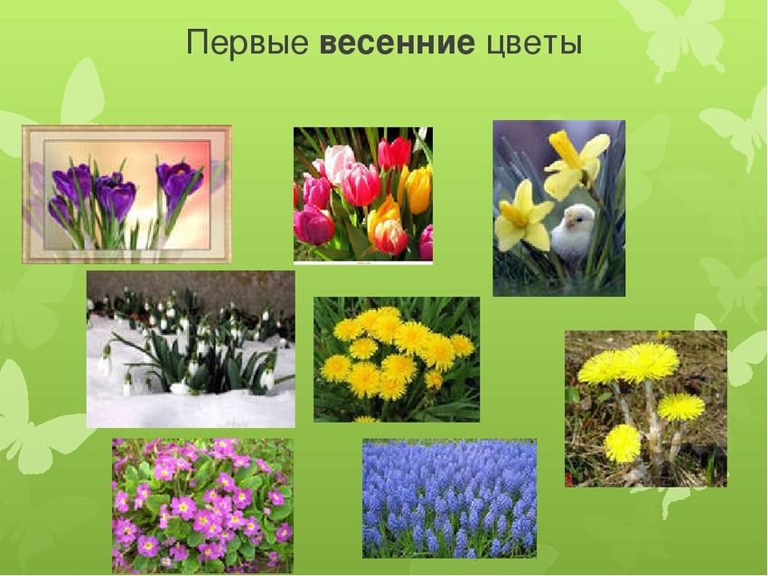 Первые цветы зацветают весной