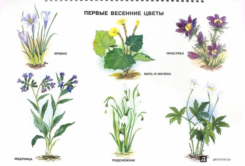 Цветы первоцветы