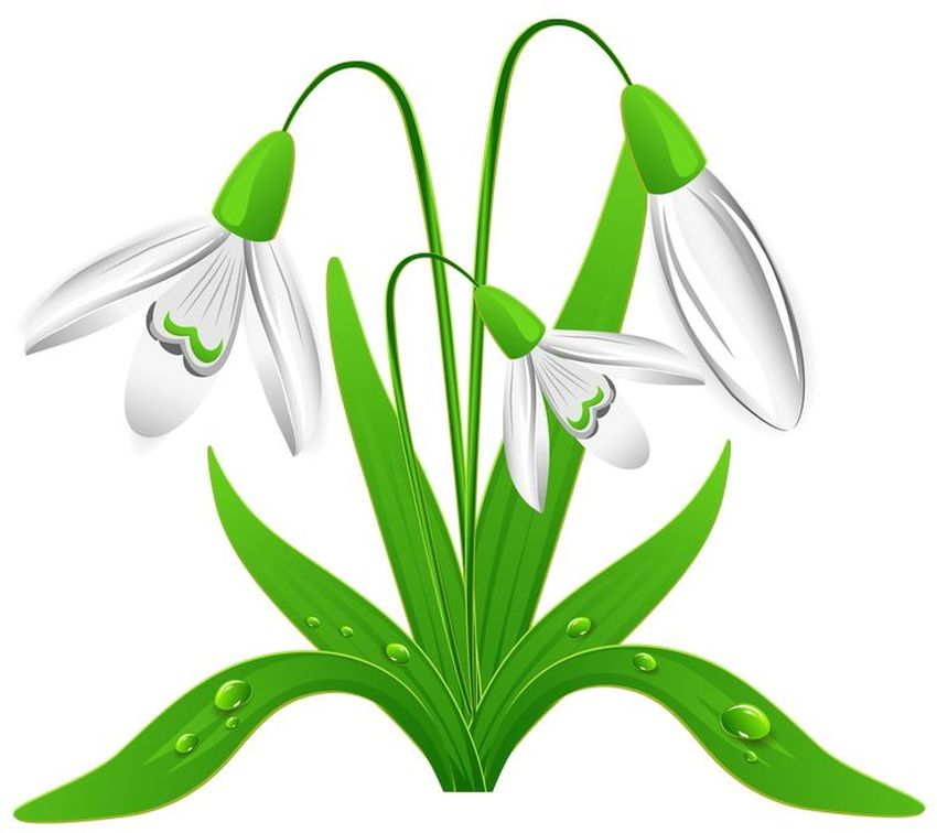 Подснежники клипарт