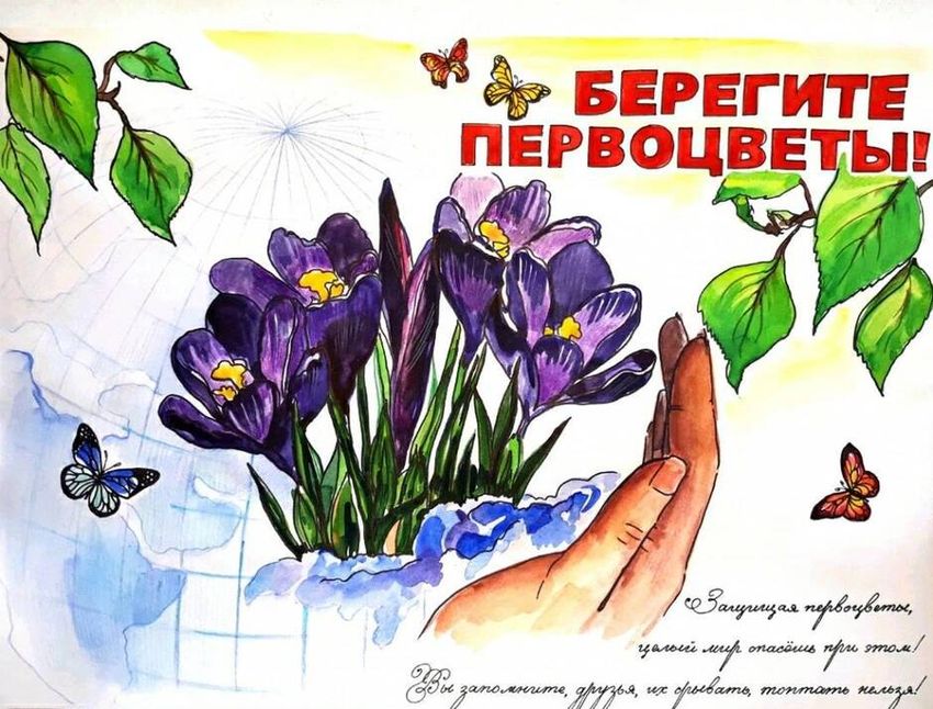 Рисунок берегите первоцветы