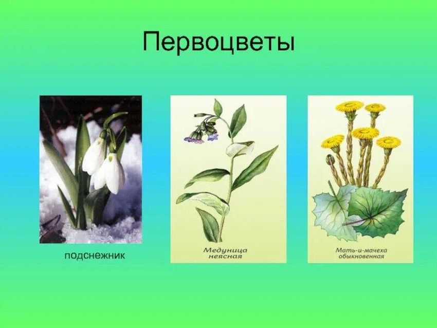 Первоцветы для дошкольников