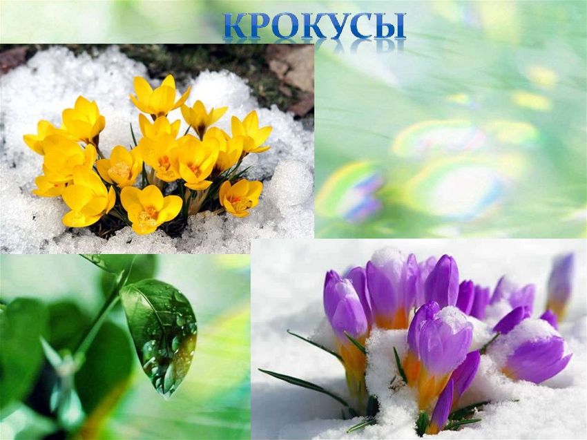 Первоцветы