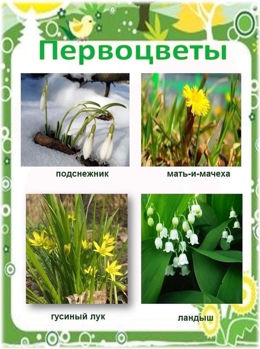 Весенние первоцветы для дошкольников