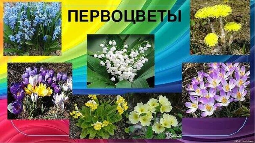 Первые весенние цветы