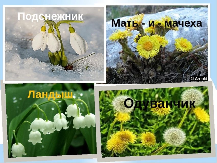 Подснежник одуванчик мать и мачеха