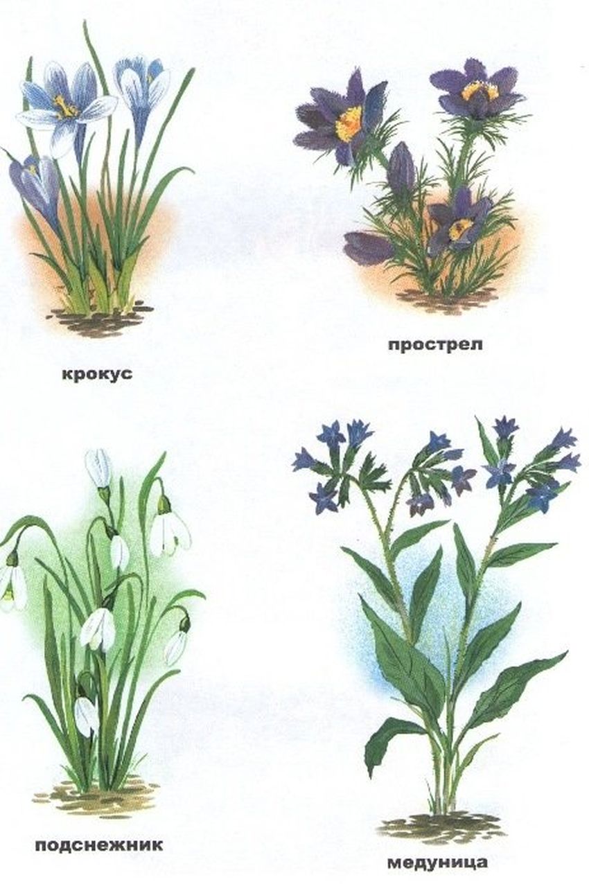 Первоцветы названия